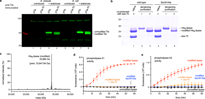 Advanced glycation end-product crosslinking activates a type VI secretion system phospholipase effector protein