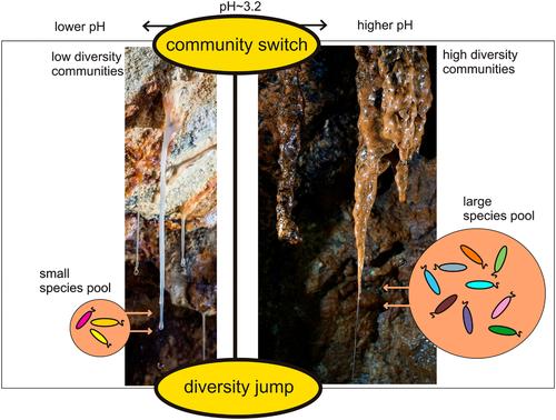 Distinct microbial communities supported by iron oxidation