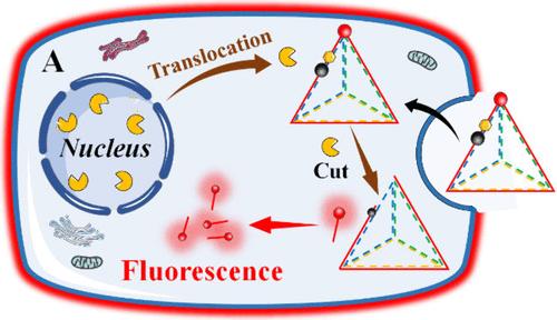 Enzymatically Cyclic Activated Biosensor Based on a Tetrahedral DNA Framework for Precise Tumor <i>in Situ</i> Molecular Imaging.