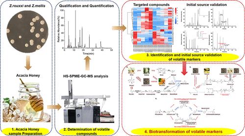 Identification and Biotransformation of Volatile Markers During the Early Stage of <i>Zygosaccharomyces rouxii</i> and <i>Zygosaccharomyces mellis</i> Contamination in Acacia Honey.