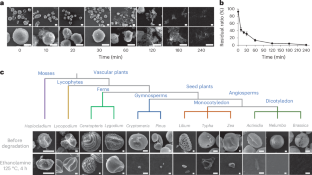 Polymeric phenylpropanoid derivatives crosslinked by hydroxyl fatty acids form the core structure of rape sporopollenin