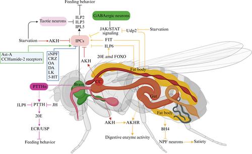 Complicated gene network for regulating feeding behavior: novel efficient target for pest management.