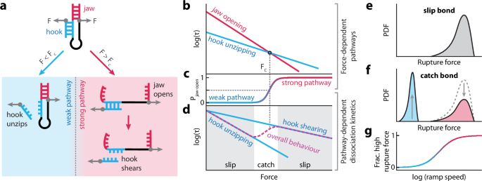 Engineering tunable catch bonds with DNA