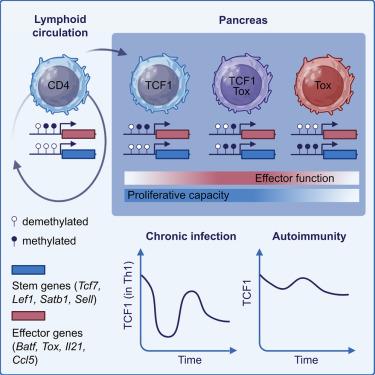 Autoimmune CD4+ T cells fine-tune TCF1 expression to maintain function and survive persistent antigen exposure during diabetes