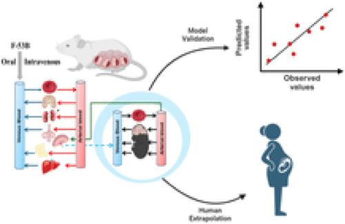 Development of a Physiologically Based Pharmacokinetic (PBPK) Model for F-53B in Pregnant Mice and Its Extrapolation to Humans