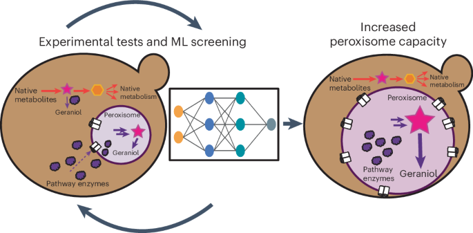 ML-enhanced peroxisome capacity enables compartmentalization of multienzyme pathway