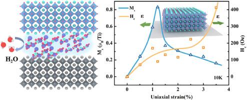 Tunable ferromagnetism via in situ strain engineering in single-crystal freestanding SrTiO3-δ membrane