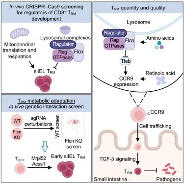 CRISPR screens unveil nutrient-dependent lysosomal and mitochondrial nodes impacting intestinal tissue-resident memory CD8+ T cell formation