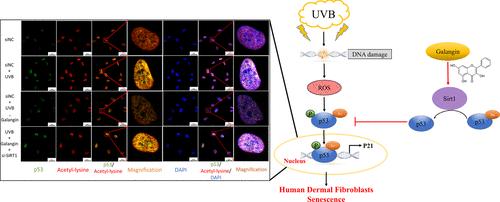 Enhanced SIRT1 Activity by Galangin Mitigates UVB-Induced Senescence in Dermal Fibroblasts via p53 Acetylation Regulation and Activation