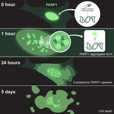 PARG inhibition induces nuclear aggregation of PARylated PARP1