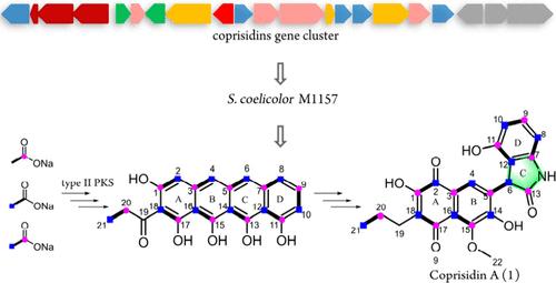 Polyketide Origin of the Indole Ring during the Biosynthesis of Indole Alkaloid Coprisidins