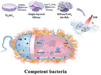 Elaborated Bio-Heterojunction With Robust Sterilization Effect for Infected Tissue Regeneration via Activating Competent Cell-Like Antibacterial Tactic