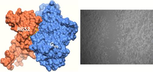 In Silico Design of Novel RGS2–Galpha-q Interaction Inhibitors with Anticancer Activity