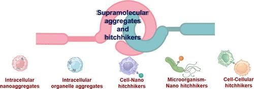 Supramolecular Aggregates and Hitchhikers