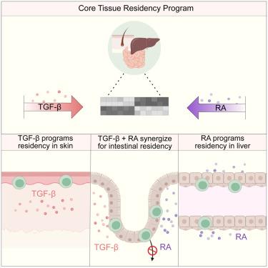 Retinoic acid and TGF-β orchestrate organ-specific programs of tissue residency