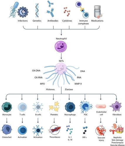 Exploring the Role of Neutrophil Extracellular Traps (NETs) in SLE: A Clinical Case Study and Comprehensive Review