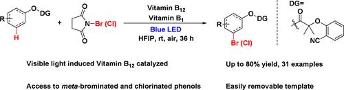 Photoinduced Vitamin-B12-Catalyzed meta-C–H Bromination/Chlorination of Phenol Derivatives Assisted by a U-Shaped Nitrile Template