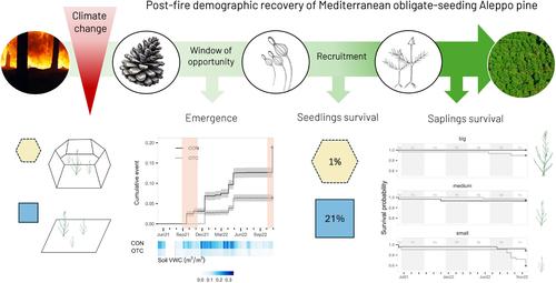 Increasing temperature threatens post-fire auto-successional dynamics of a Mediterranean obligate seeder