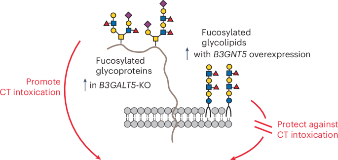 Fucosylation of glycoproteins and glycolipids: opposing roles in cholera intoxication