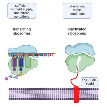 Ribosome-inactivation by a class of widely distributed C-tail anchored membrane proteins