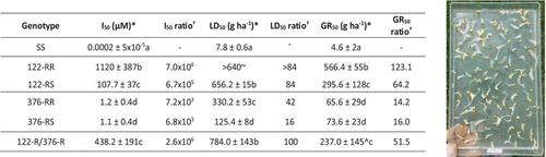 Allelic interactions defining Raphanus raphanistrum AHAS resistance level: strong vs weak target-site AHAS resistance alleles