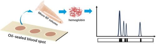 Microcolumn and coelution hydration of oil seal blood spot for efficient screening of newborn α-thalassemia via chip isoelectric focusing