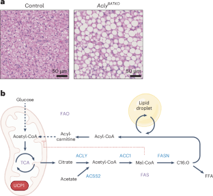 Cytosolic acetyl-CoA synthesis shields mitochondria from stress in brown adipocytes