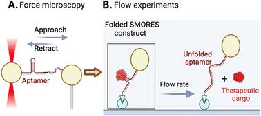 Aptamer-based biotherapeutic conjugate for shear responsive release of Von Willebrand factor A1 domain†