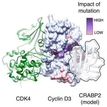 Structural requirements for the specific binding of CRABP2 to cyclin D3