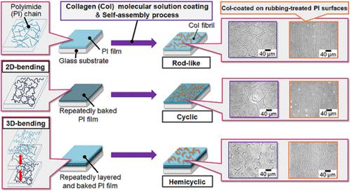 Self-Assembly of Cyclic-Bending Collagen Fibrils by Polyimide Films