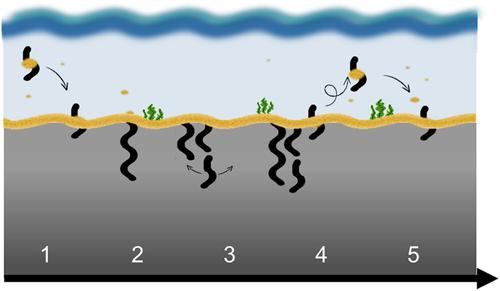 Cable bacteria colonise new sediment environments through water column dispersal