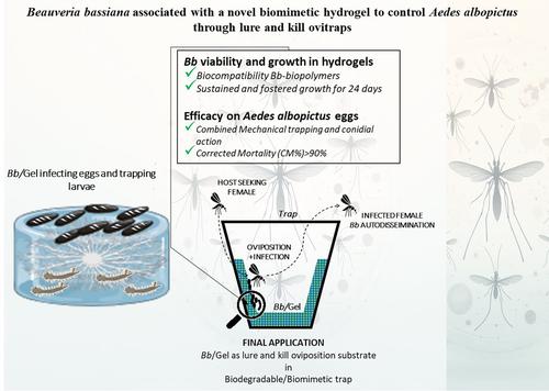 Beauveria bassiana associated with a novel biomimetic hydrogel to control Aedes albopictus through lure and kill ovitraps