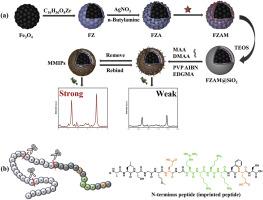 A magnetic SERS-imprinted sensor for the determination of cardiac troponin I based on proteolytic peptide technology