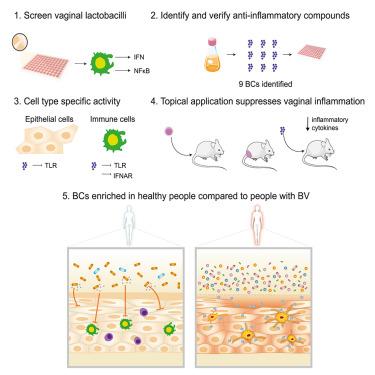 Vaginal lactobacilli produce anti-inflammatory β-carboline compounds