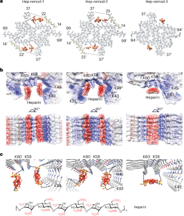 Time-course remodeling and pathology intervention of α-synuclein amyloid fibril by heparin and heparin-like oligosaccharides