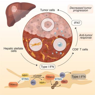 Opposing regulation of the STING pathway in hepatic stellate cells by NBR1 and p62 determines the progression of hepatocellular carcinoma