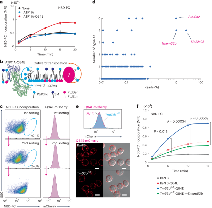 Membrane structure-responsive lipid scrambling by TMEM63B to control plasma membrane lipid distribution