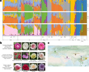 Unravelling the complex origin and breeding history of modern roses