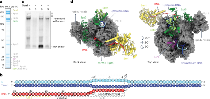 Mechanism of polyadenylation-independent RNA polymerase II termination