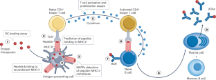 Immunogenicity risk assessment and mitigation for engineered antibody and protein therapeutics