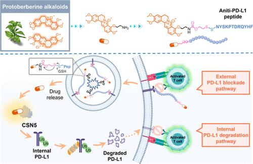 Advancing Cancer Immunotherapy through Engineering New PD-L1 Degraders: A Comprehensive Study from Small Molecules to PD-L1-Specific Peptide–Drug Conjugates