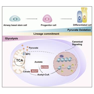 Mitochondrial pyruvate carriers control airway basal progenitor cell function through glycolytic-epigenetic reprogramming