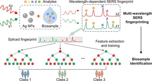 Multiwavelength Surface-Enhanced Raman Scattering Fingerprints of Human Urine for Cancer Diagnosis