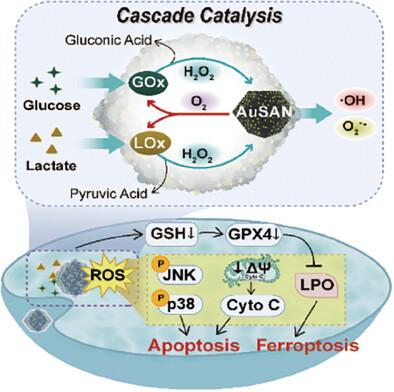 Boosting Tumor Apoptosis and Ferroptosis with Multienzyme Mimetic Au Single-Atom Nanozymes Engaged in Cascade Catalysis