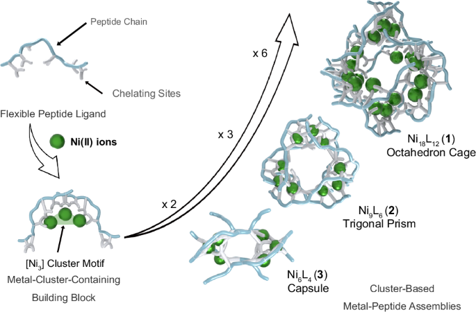 Bottom-up construction of chiral metal-peptide assemblies from metal cluster motifs