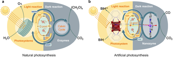 A cluster-nanozyme-coenzyme system mimicking natural photosynthesis for CO2 reduction under intermittent light irradiation