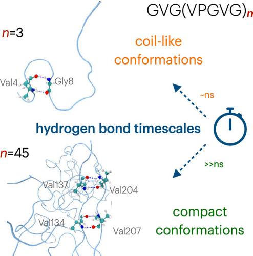 Sequence Length Controls Coil-to-Globule Transition in Elastin-like Polypeptides