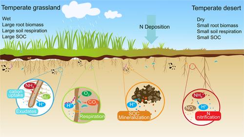 Inorganic Carbon Pools and Their Drivers in Grassland and Desert Soils