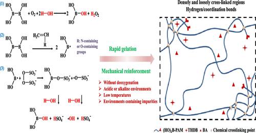 Fast Gelation and Mechanical Reinforcement of Tetrahydroxydiboron-Induced Free Radical Polymerized Hydrogels under Harsh Conditions