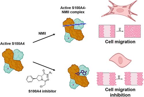 Covalent Inhibitors of S100A4 Block the Formation of a Pro-Metastasis Non-Muscle Myosin 2A Complex